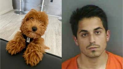 Florida man allegedly beat goldendoodle puppy named ‘Buzz Lightyear’ to death