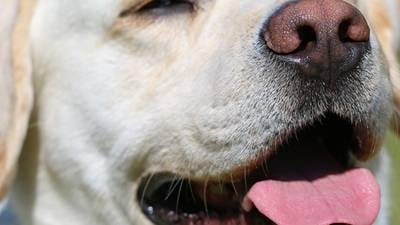 Hot dog: 5 ways to keep pets safe in hot weather; what to do during heatstroke