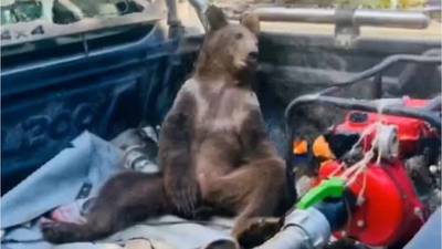 Bear cub drunk on hallucinogenic honey rescued by rangers in Turkey