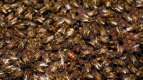 Toddler thought she had monsters in her room; instead, it was 65,000 bees in the wall