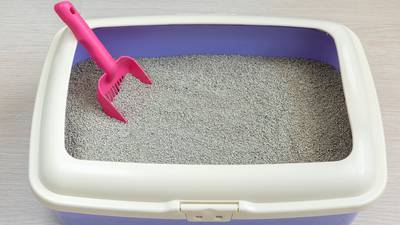 Ohio animal rescue will write your ex’s name in litter box for $5 donation