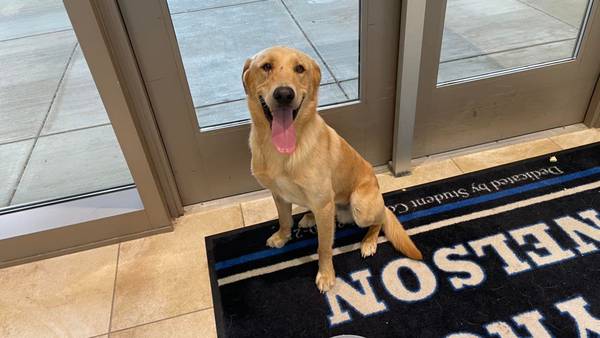 Good boy, poor student: Police in Texas search for owners of dog that snuck into school