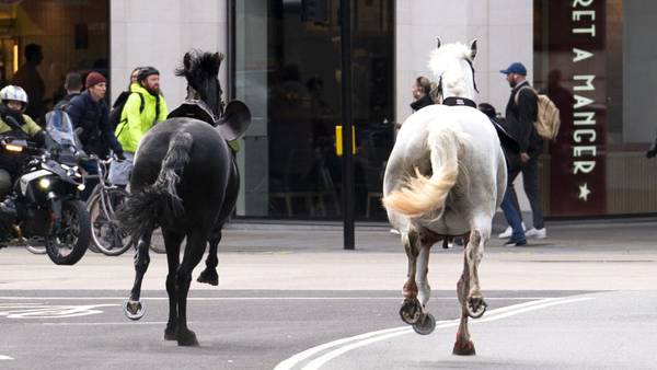 Several military horses break free in London