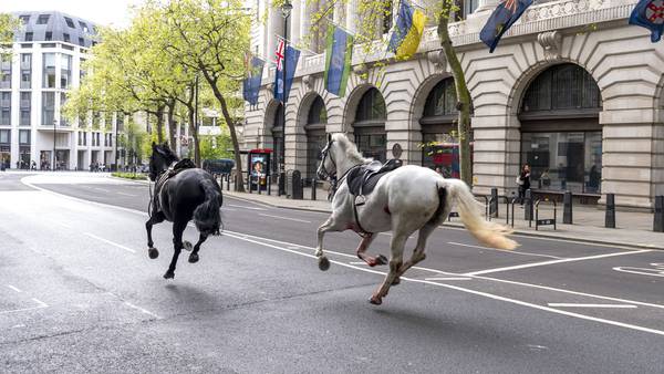 Rush hour chaos in London as 5 military horses run amok after getting spooked during exercise
