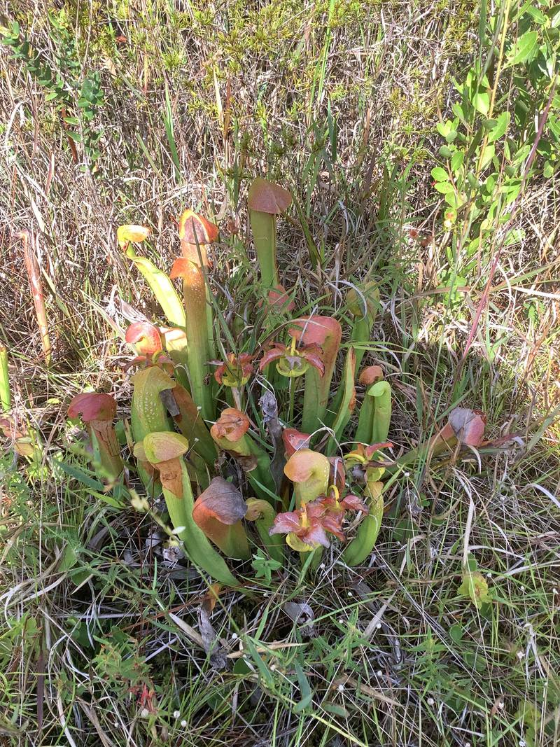 The land is a habitat for the Florida pitcher plant.