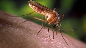 Fight the Bite: Prevent the Spread of Mosquitos