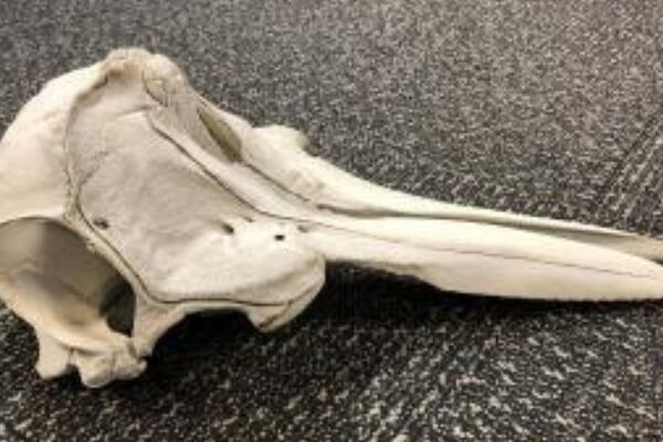 Customs agents find dolphin skull at airport in Michigan