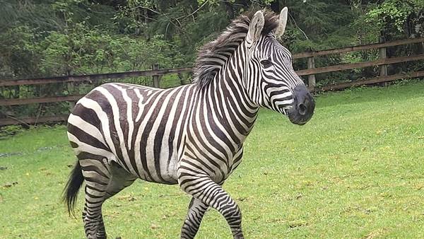 Zebras get loose near highway exit, gallop into Washington community before most are corralled