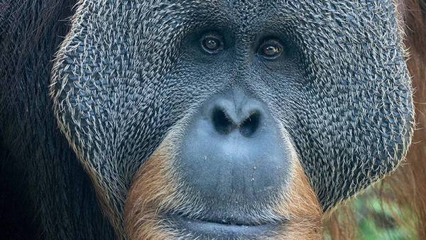 Teak, Louisville Zoo’s beloved orangutan, dies at age of 36