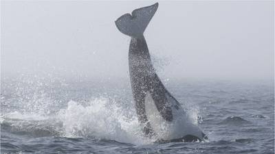 WATCH: Rare clash between orcas and humpback whales