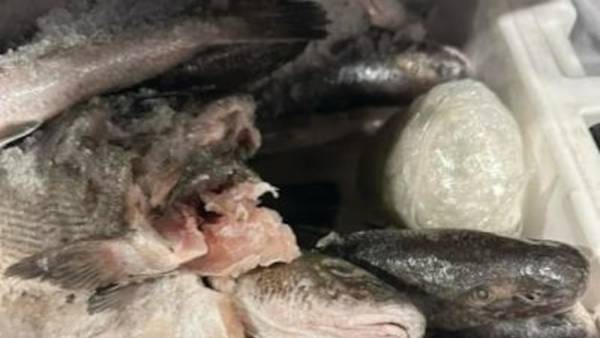 Nearly 50 lbs. of meth found in ice chest full of dead fish as car tries to cross into US from Mexico