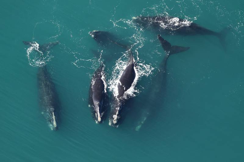 Part of a group of 13 right whales sighted off Cape Lookout National Seashore on January 22, 2024.