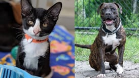 Free pet adoptions in Jacksonville for National Clear the Shelters Day