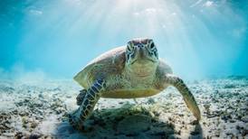 New effort to help sea turtles at Jacksonville Beach