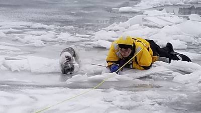 Firefighters rescue dog trapped on frozen river