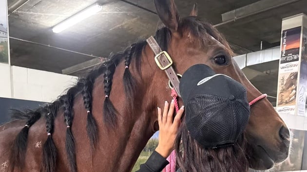 Teenage girl accused of stabbing 3 horses due in court – 104.5 WOKV