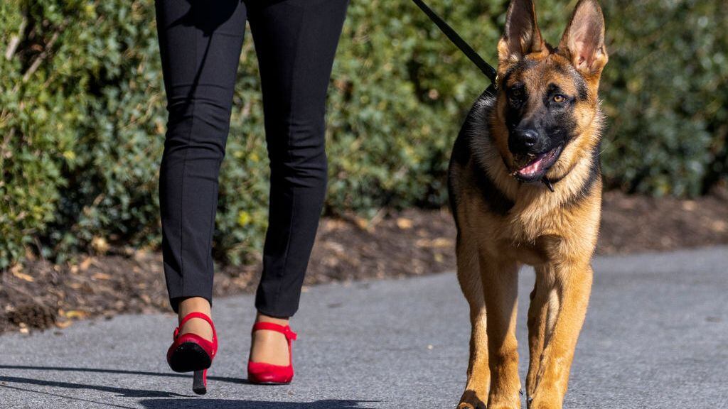 Biden's dog Commander no longer at White House a ...