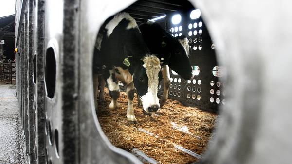 More cows are being tested and tracked for bird flu. Here's what that means