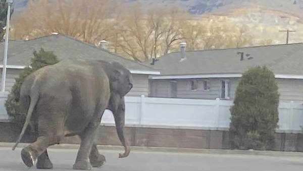 A vehicle backfiring startled a circus elephant into a Montana street. She still performed Tuesday
